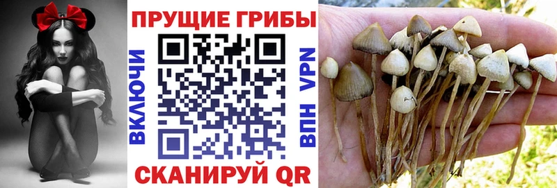 продажа наркотиков  omg   Галлюциногенные грибы GOLDEN TEACHER  Сасово 